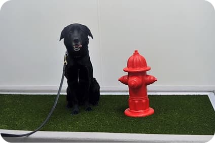 pet releif area card image